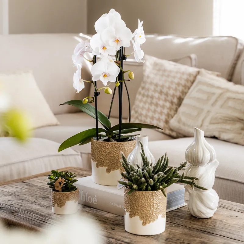 Plant and Stories Orchidée Lausanne coffret blanche 9cm