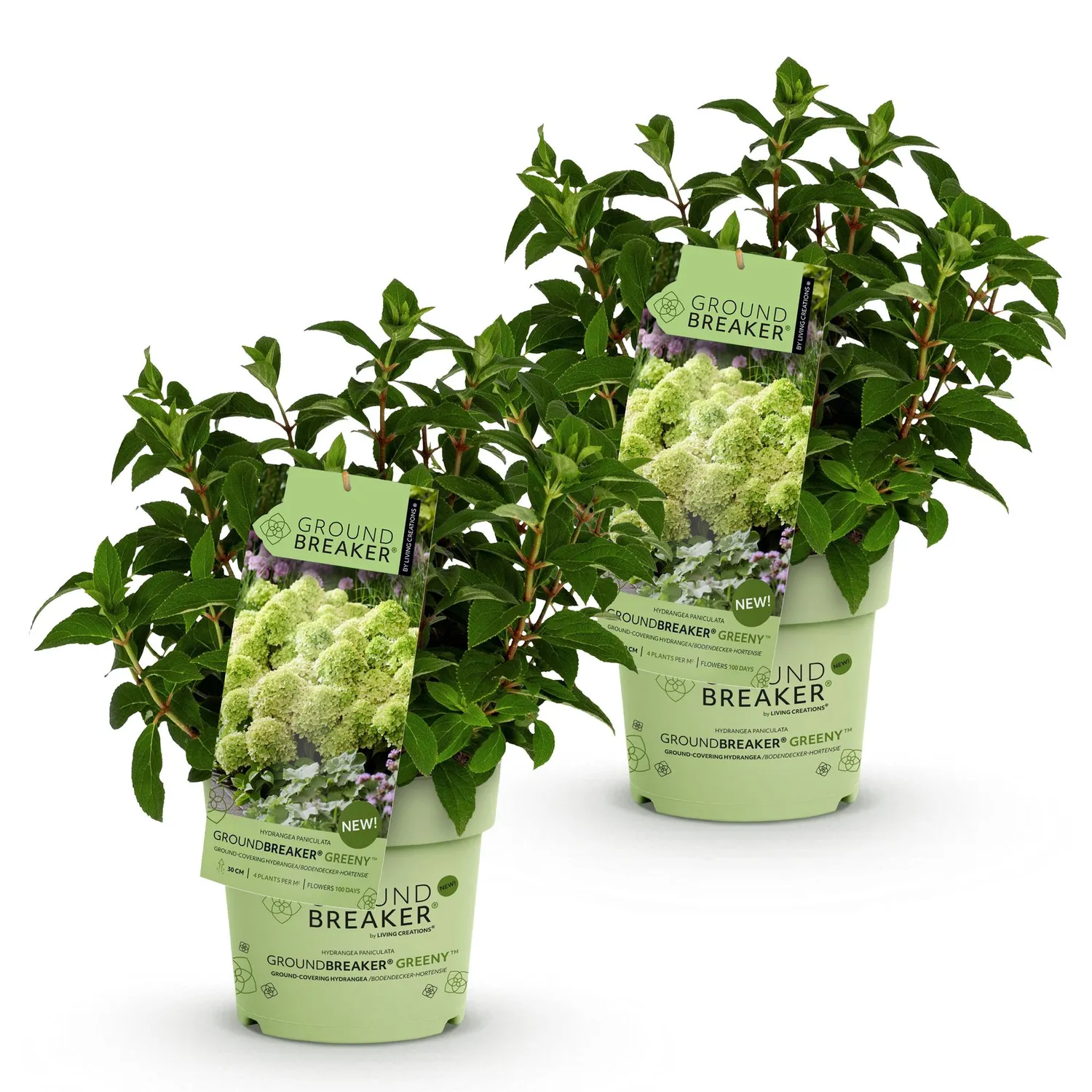 Plant and Stories Hortensia Greeny arbuste pot 14 cm rustique
