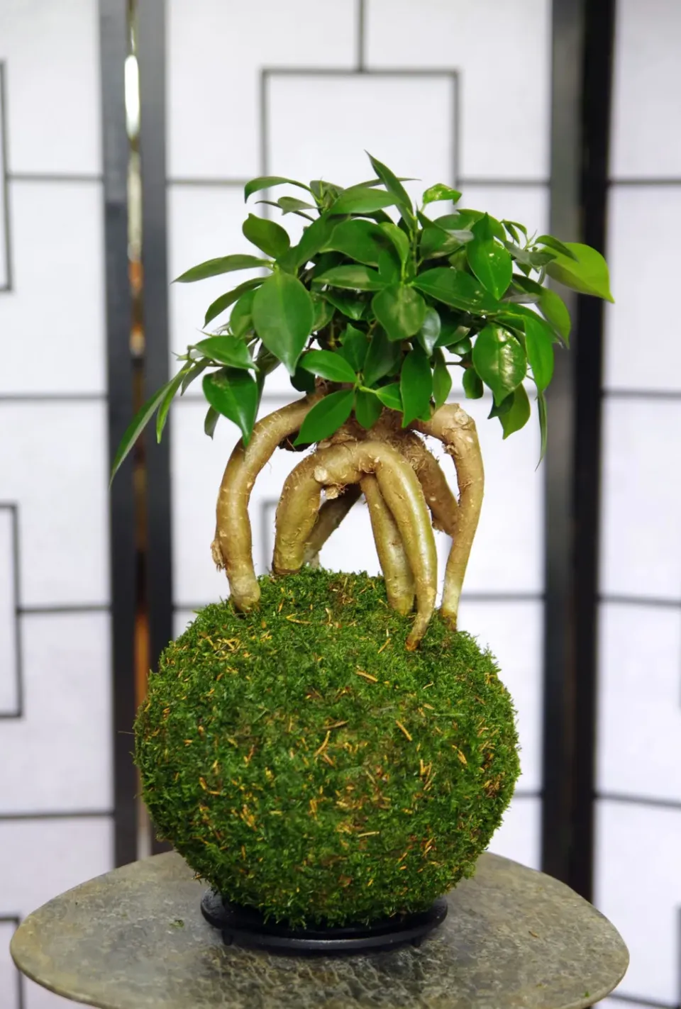 AQUAPHYTE Daitokuji San kokedama ficus ginseng