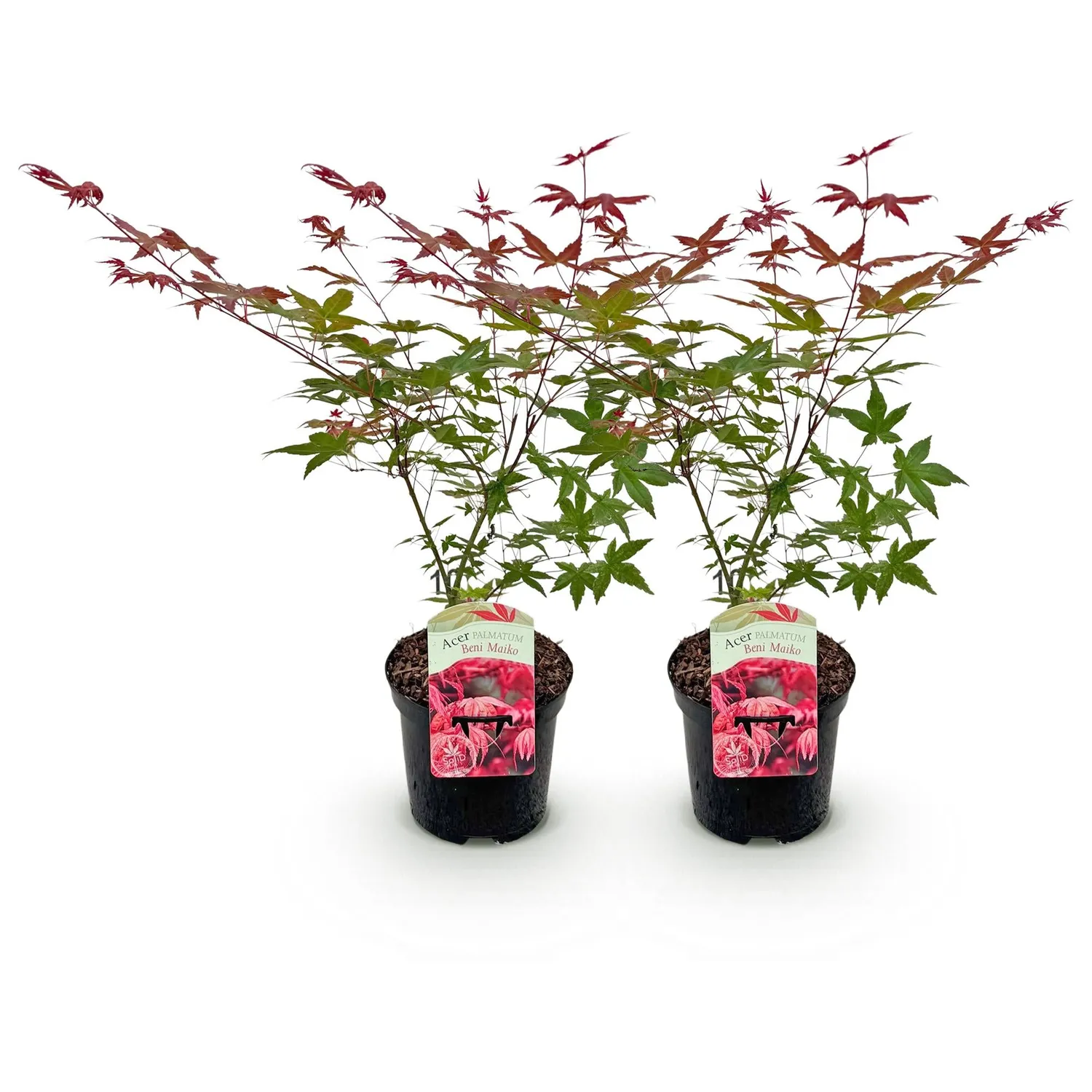 Plant and Stories Beni Maiko érable du Japon 1 plant rouge