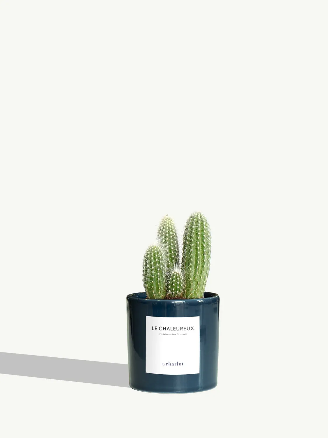 By Charlot Le Chaleureux cactus cierge XS pot 8 cm