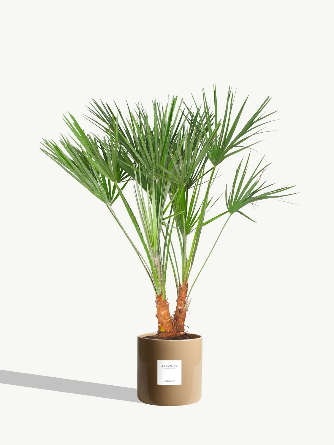 By Charlot La Cubaine palmier Chamaerops 80 cm