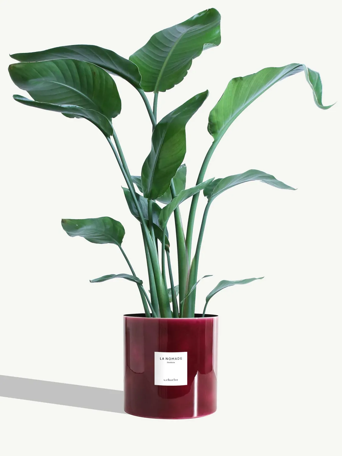 By Charlot La Nomade strelitzia grande plante 100 cm