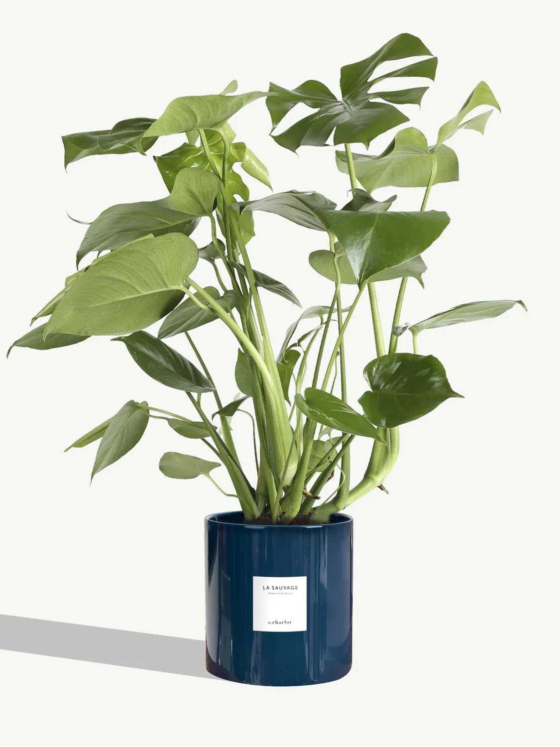 By Charlot La Sauvage monstera deliciosa grande plante pot 18 cm