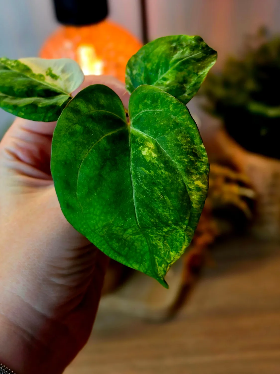 plant.ess Quasar anthurium panaché clone 3 feuilles velours blanc