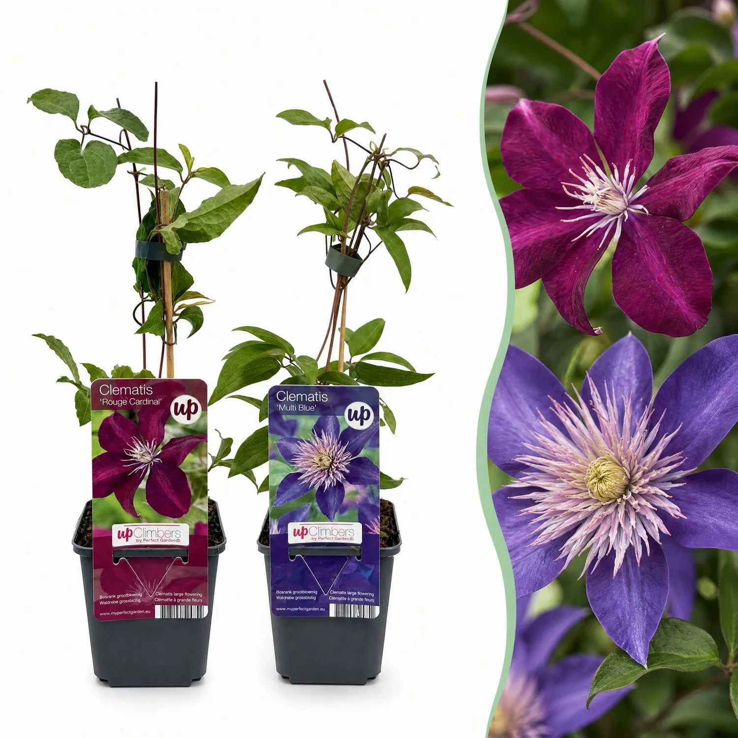 Plant and Stories Clematis Duo Bleu Rouge grimpante lot 2 plants