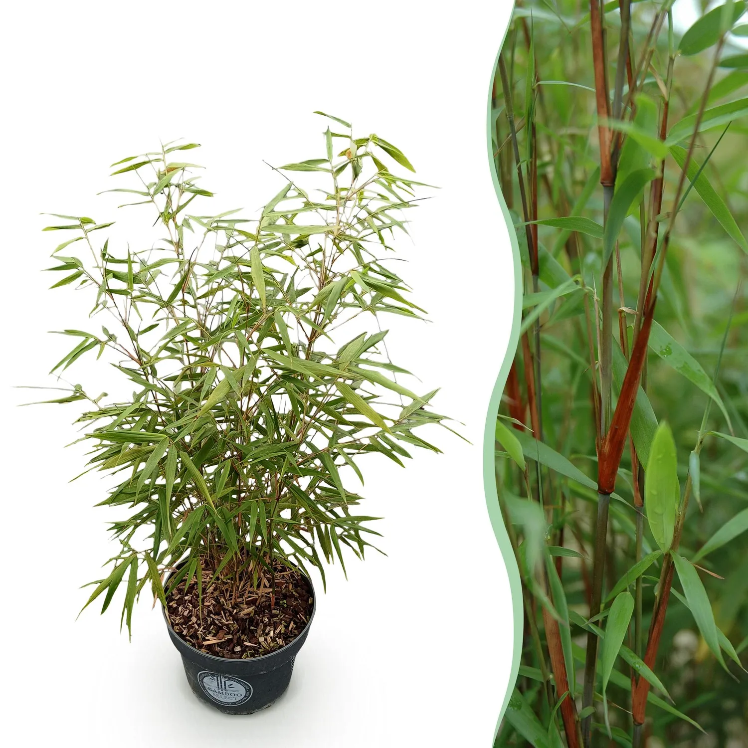 Plant and Stories Asian Wonder bambou Fargesia brise-vue 1 plant