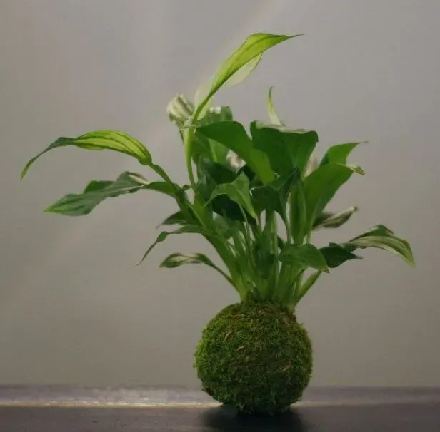 AQUAPHYTE Komi kokedama spathiphyllum magnet dépolluant