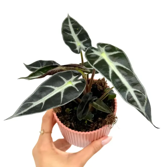 Plant and Stories Bambino Arrow alocasia naine 6 cm