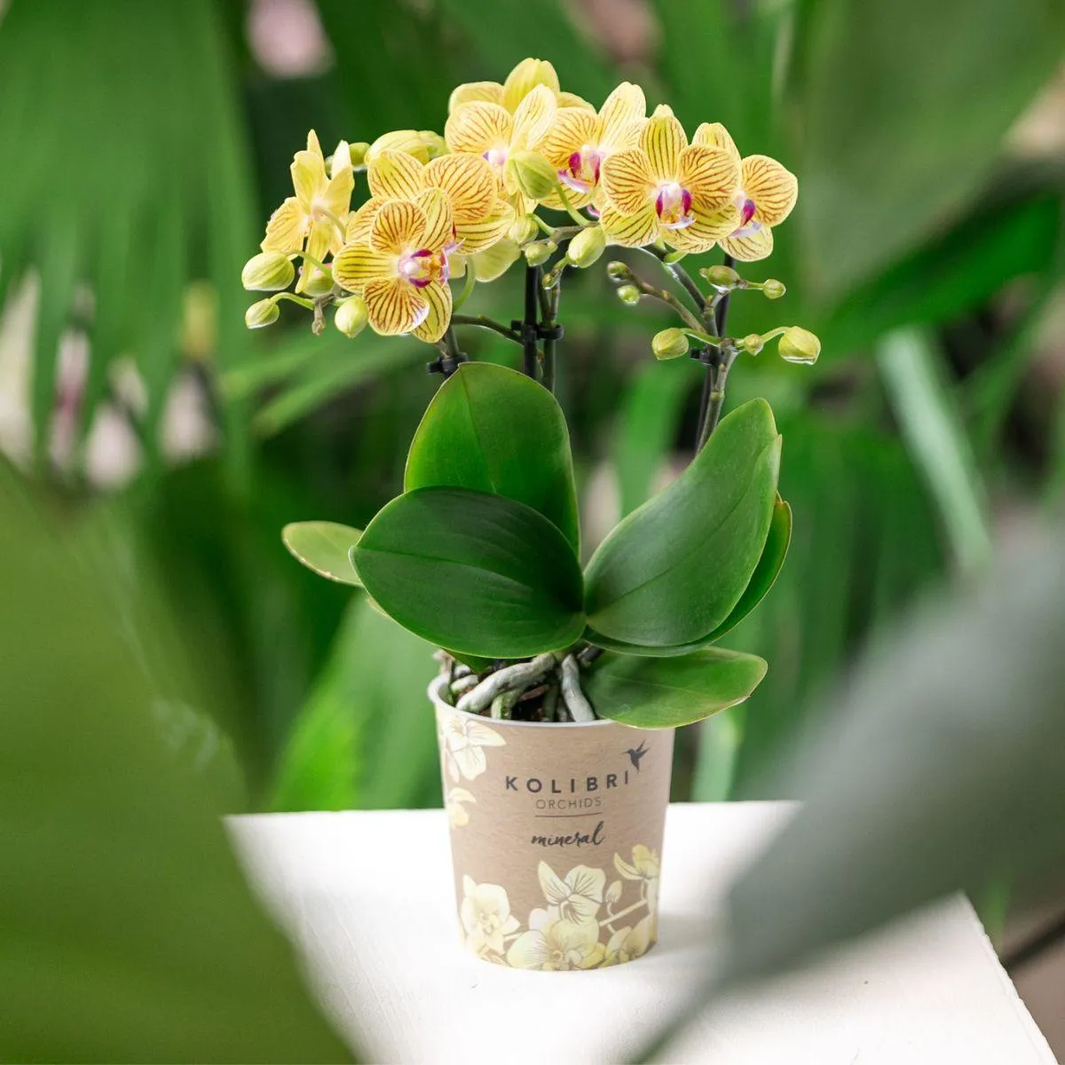 Plant and Stories Phalaenopsis Lima orchidée jaune pot 9 cm