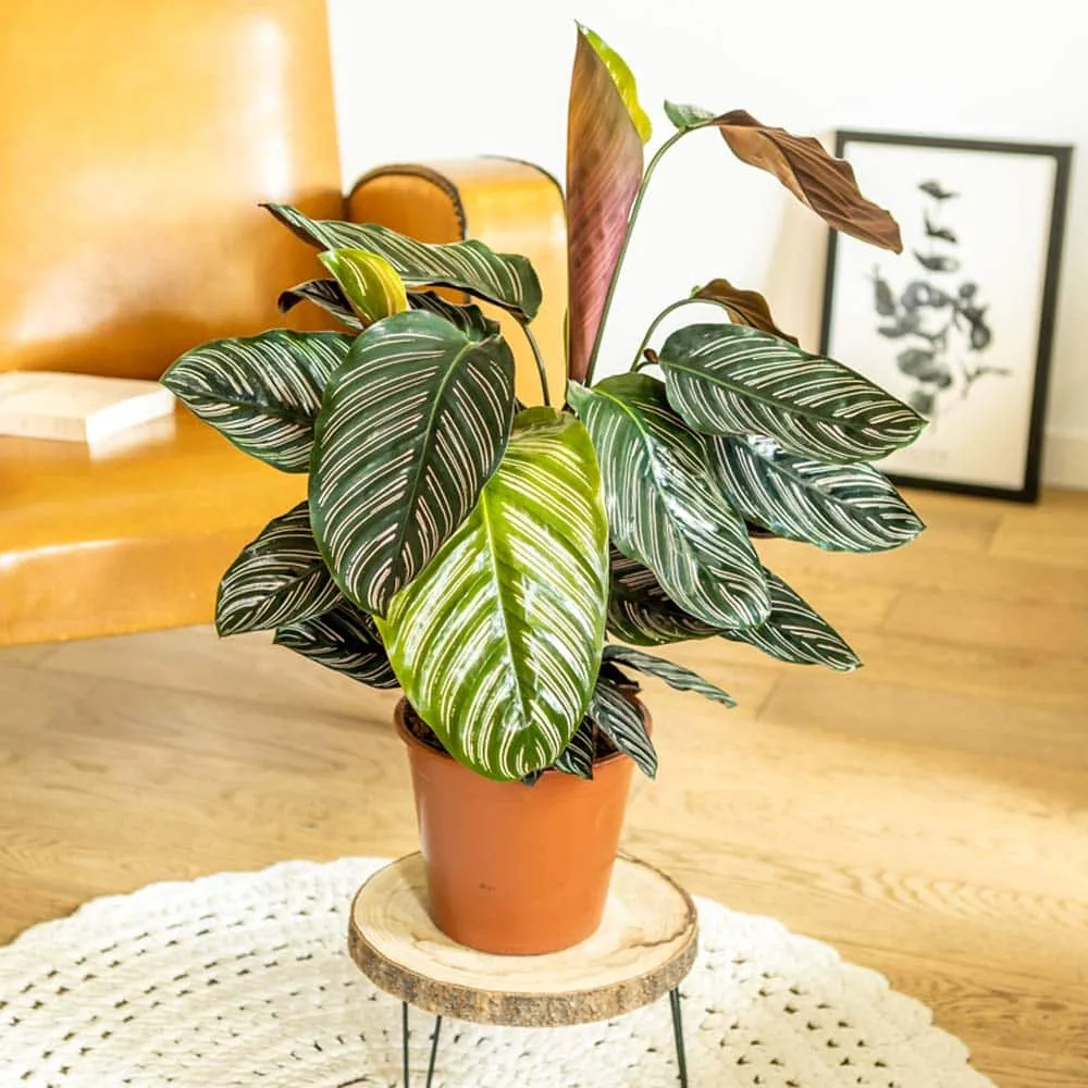 Réconciliation Végétale Sarah calathea ornata plante dépolluante D19 H75
