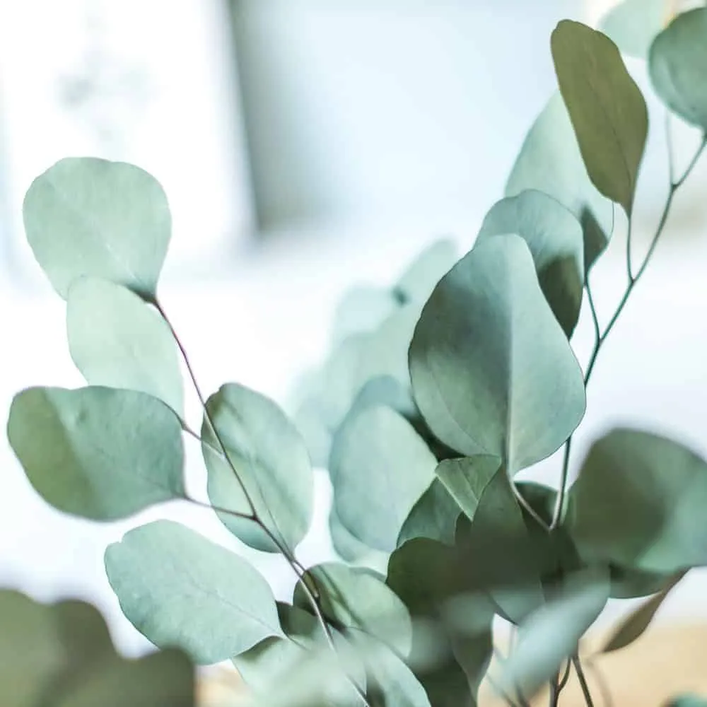 Réconciliation Végétale eucalyptus populus botte séchée 150g verte