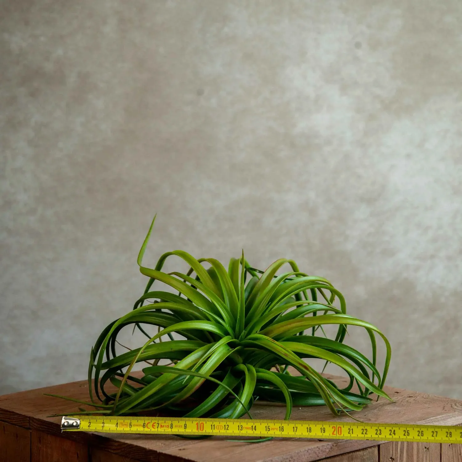 Airplantshop Capitata Red tillandsia XL rouge