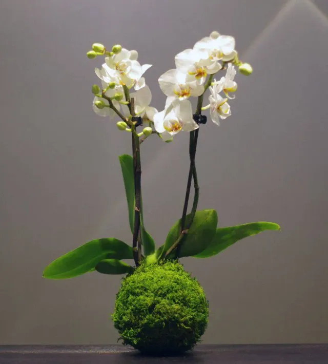AQUAPHYTE Phalaé San kokedama orchidée phalaenopsis