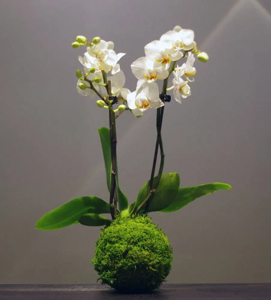 AQUAPHYTE Phalaé San kokedama orchidée phalaenopsis