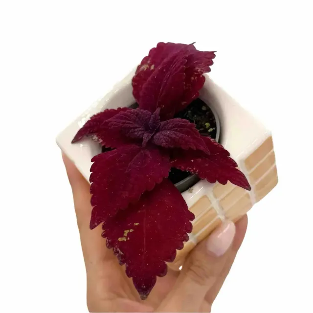 Plant and Stories Beale Street coleus pot 6 cm bordeaux