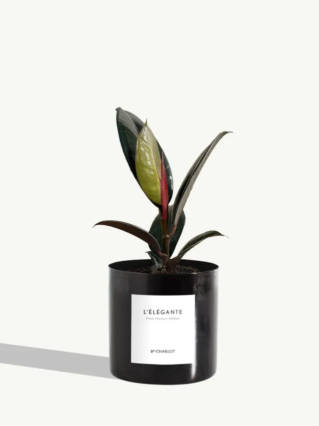 By Charlot L’Élégante plante métal noir graphite mat
