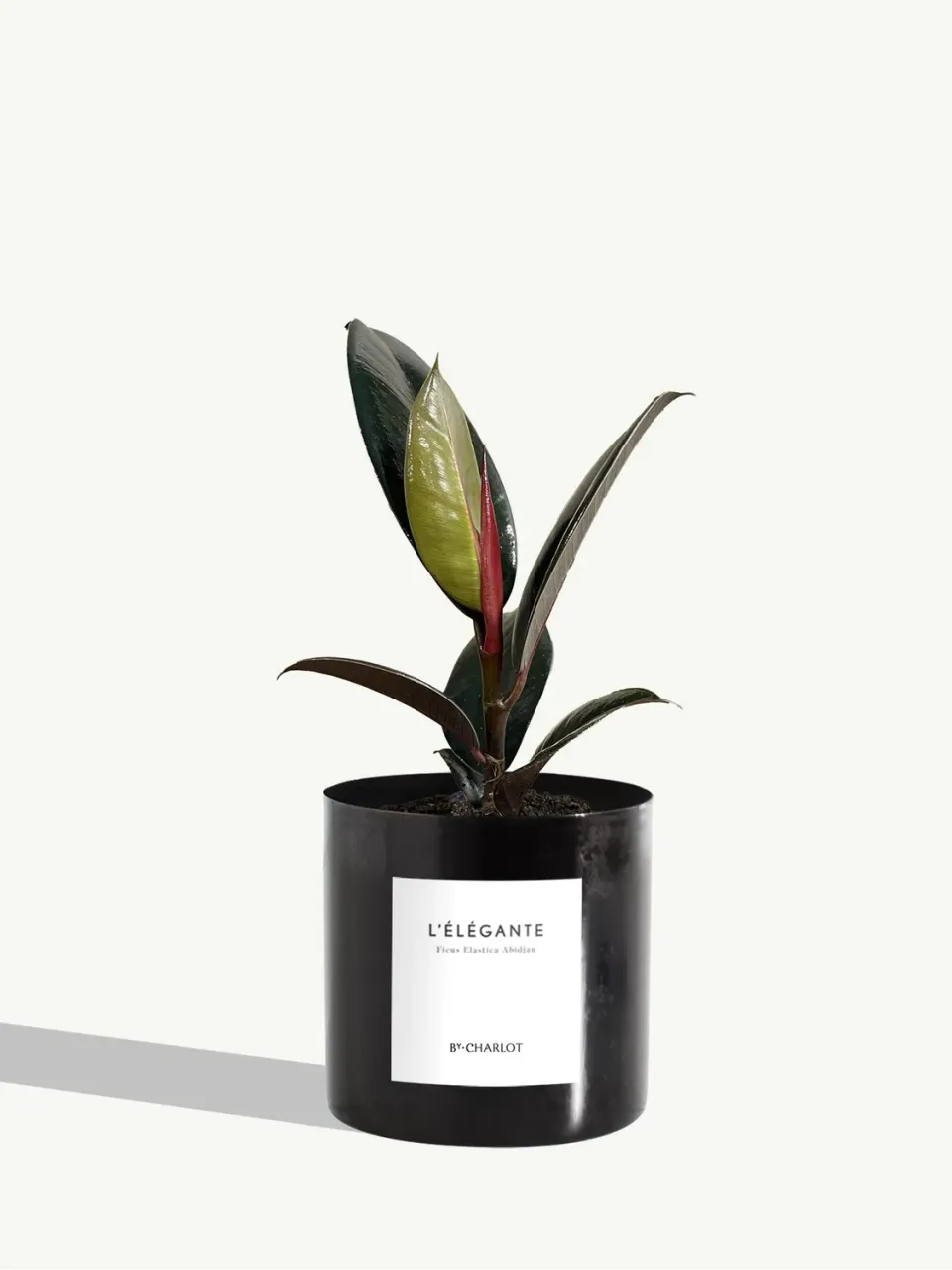 By Charlot L’Élégante plante métal noir graphite mat