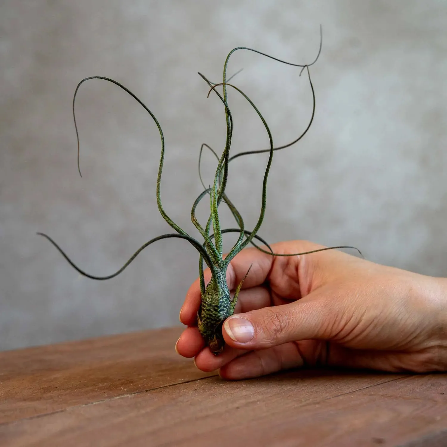 Airplantshop Butzii tillandsia tentacules rayées