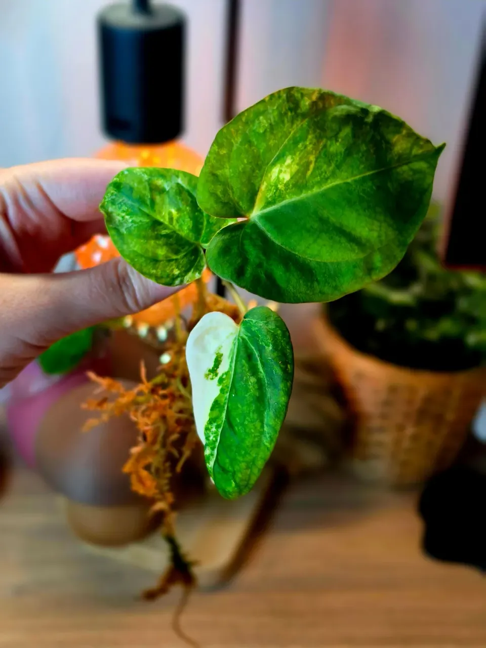 plant.ess Quasar anthurium panaché clone 3 feuilles velours blanc