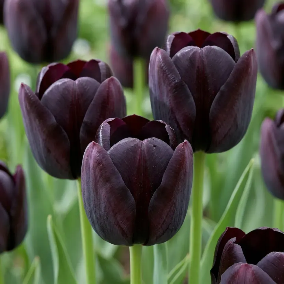 Plant and Stories tulipe noire bulbes 35 velours sombre