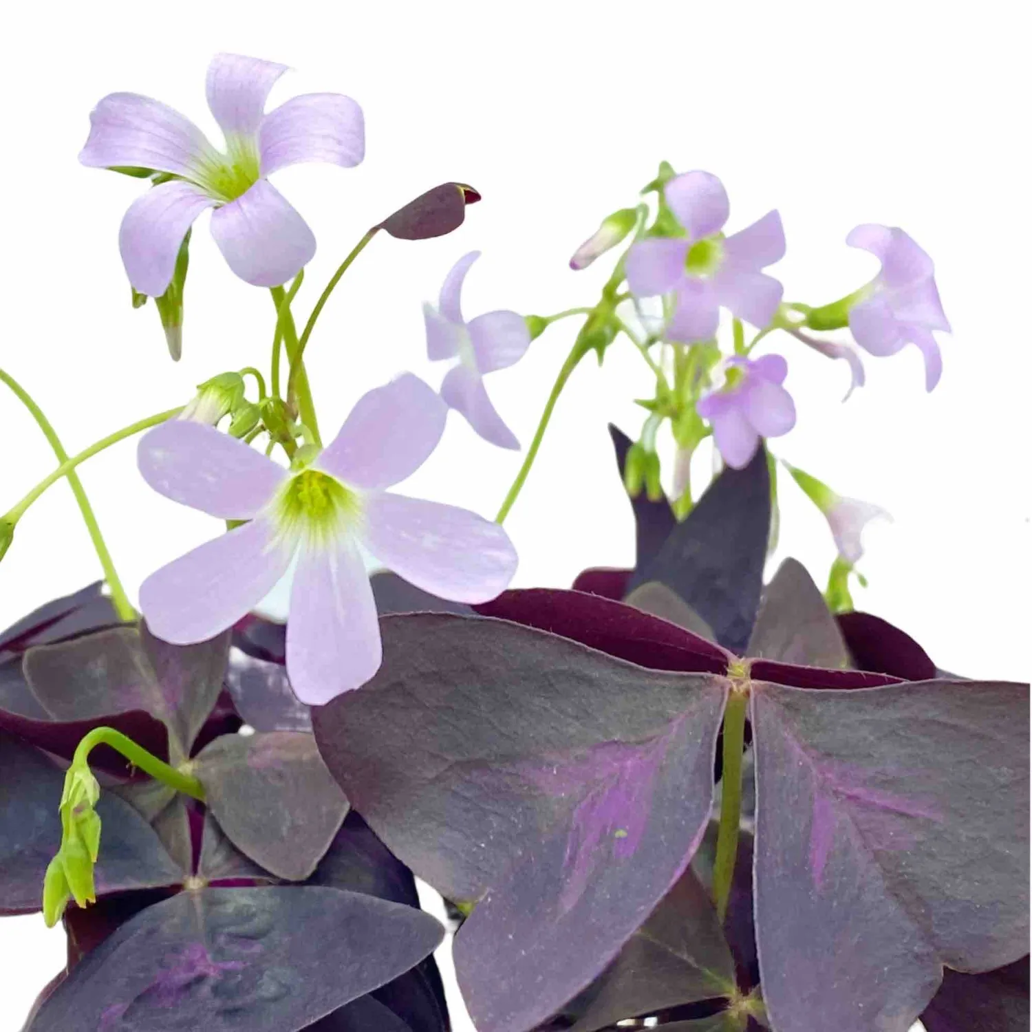Plant and Stories Triangularis oxalis lot 3 pot 12 cm