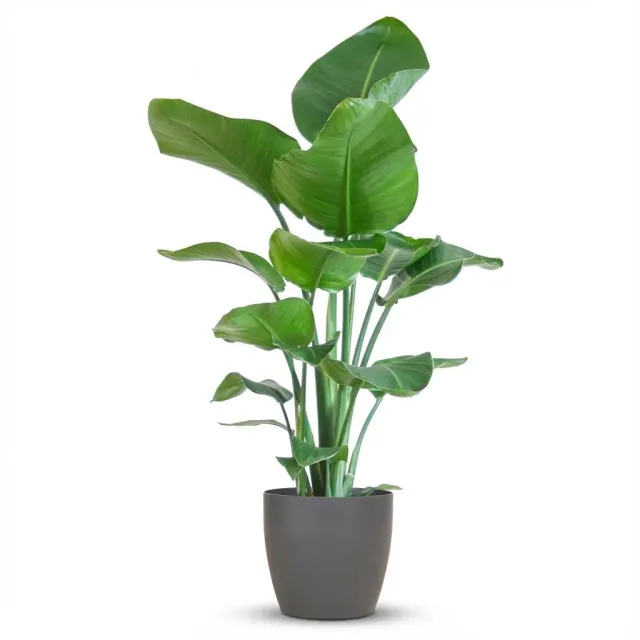 Plant and Stories Nicolai strelitzia plante pot 21 cm 80 cm panier
