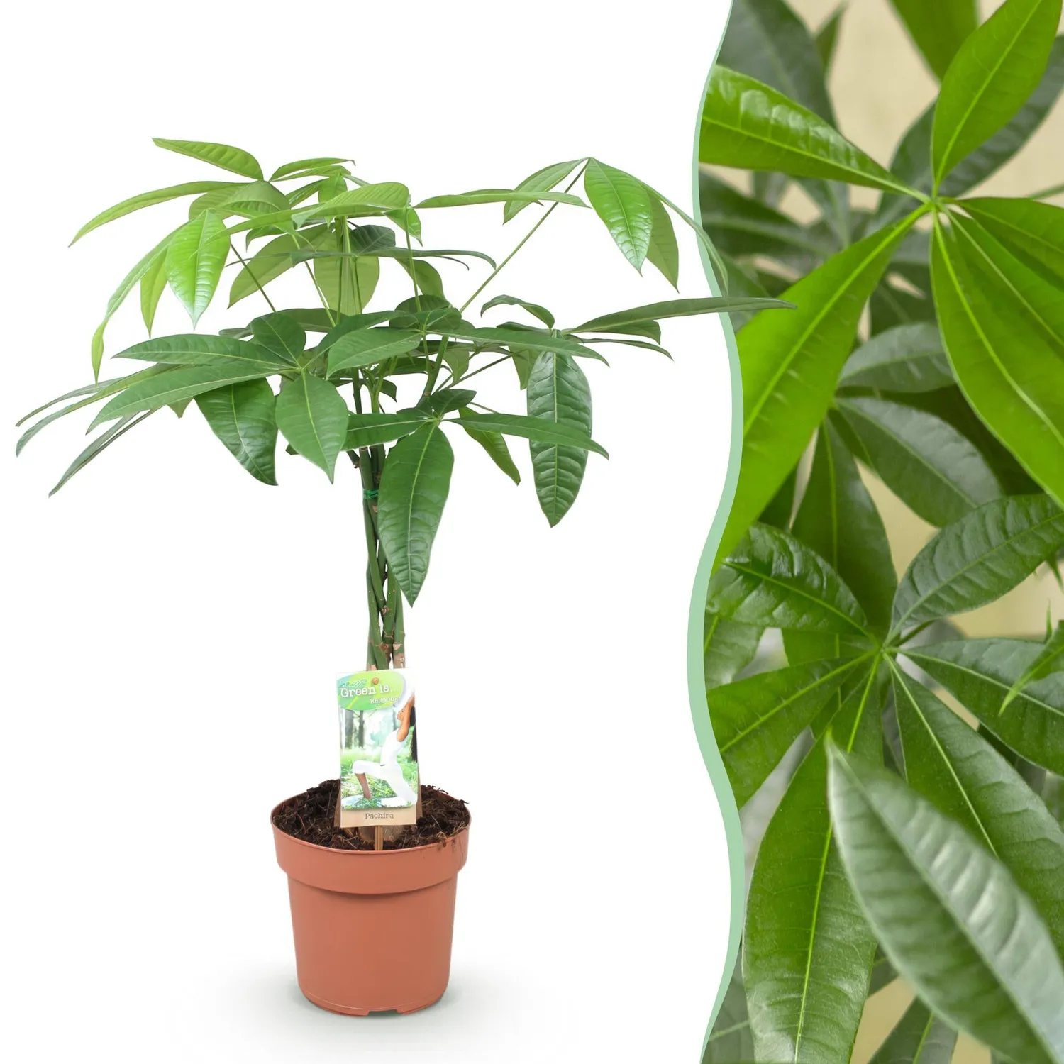 Plant and Stories Pachira Aquatica arbre à argent pot 17cm 60-70cm