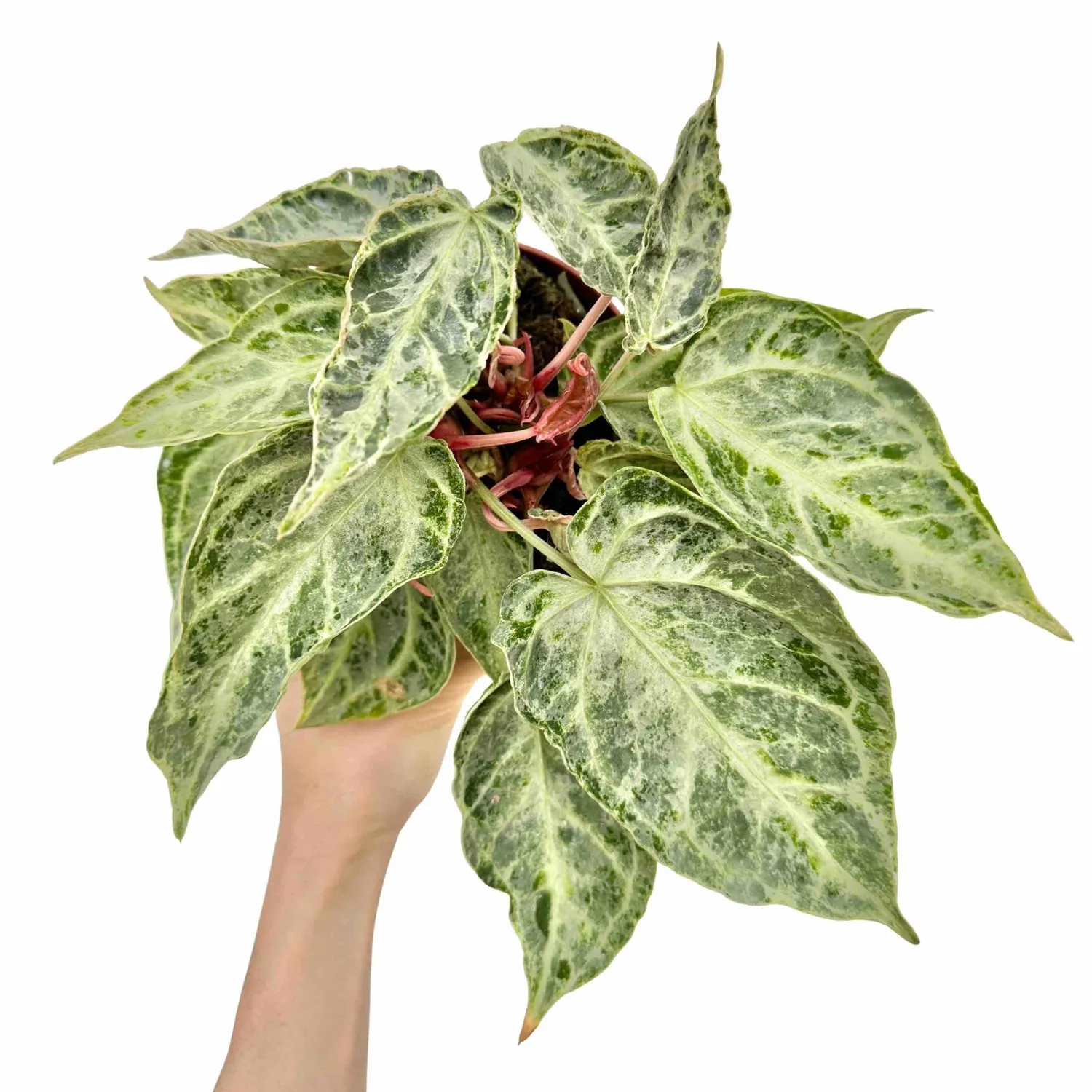 Plant and Stories Anthurium Silver Blush Mint plante pot 12cm