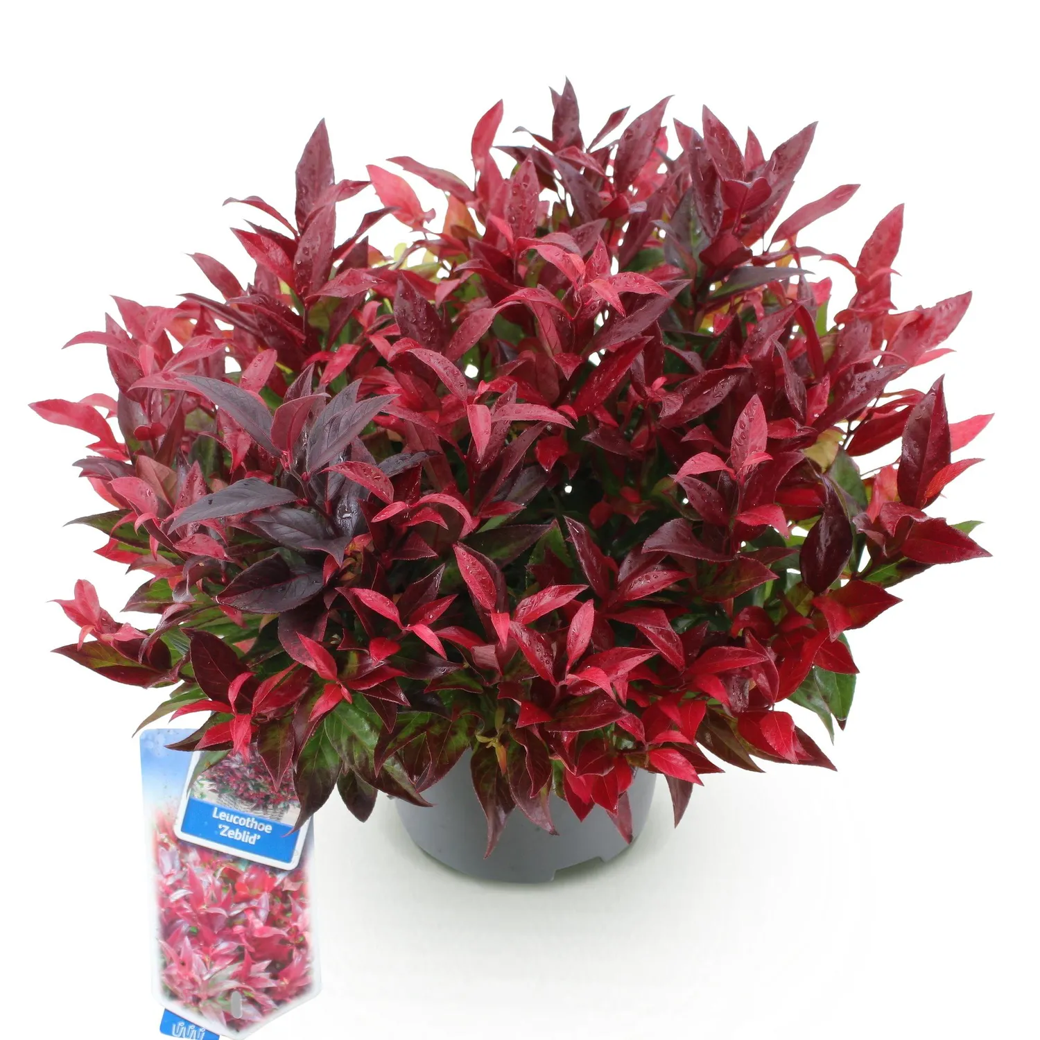 Plant and Stories Zeblid leucothoé arbuste 17 cm ombre