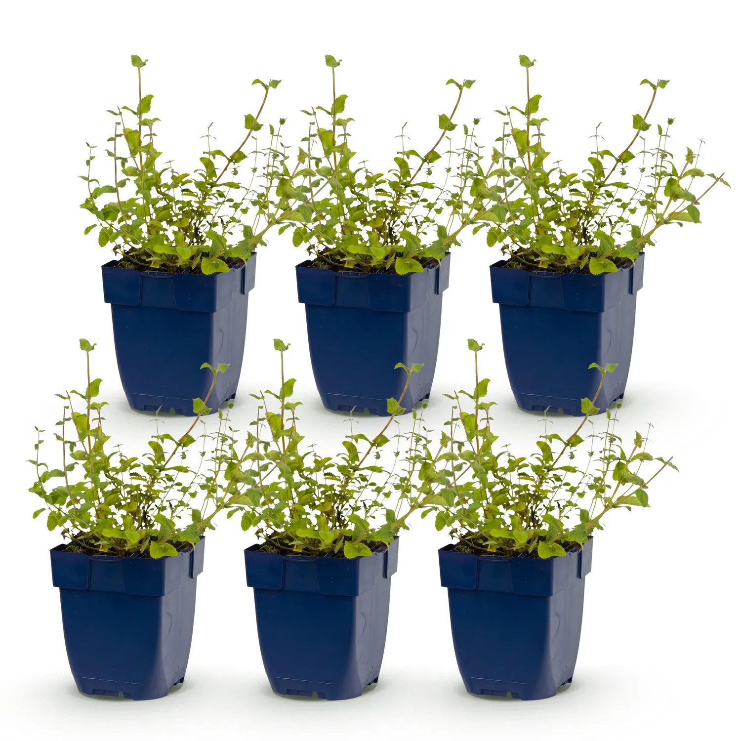 Plant and Stories Nepeta Grog népéta vivace pot 11 cm 1 plant