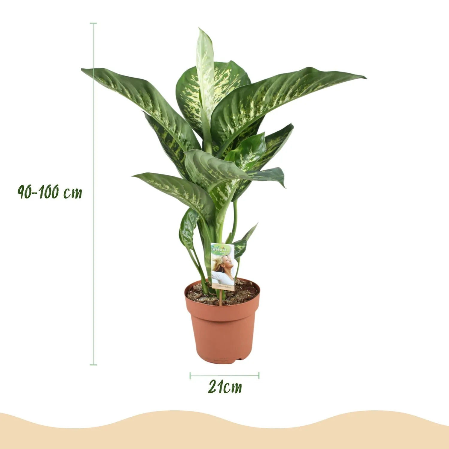PLANT AND STORIES Dieffenbachia Tropic Snow plante d'intérieur panachée 90-100 cm