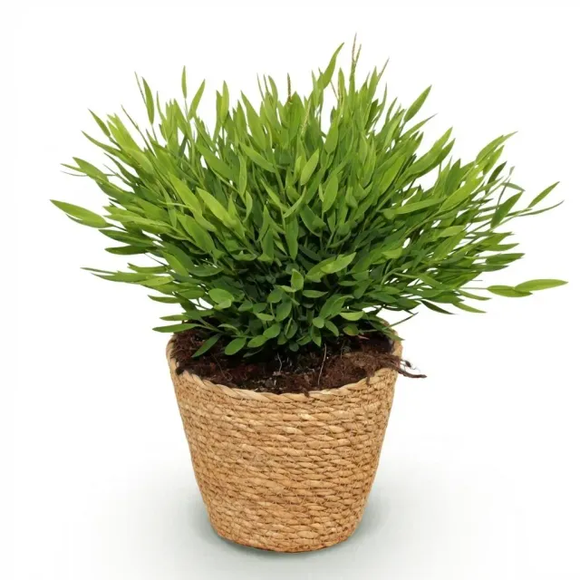 Plant and Stories Bamusa Monica bambou pot 12cm pet-friendly