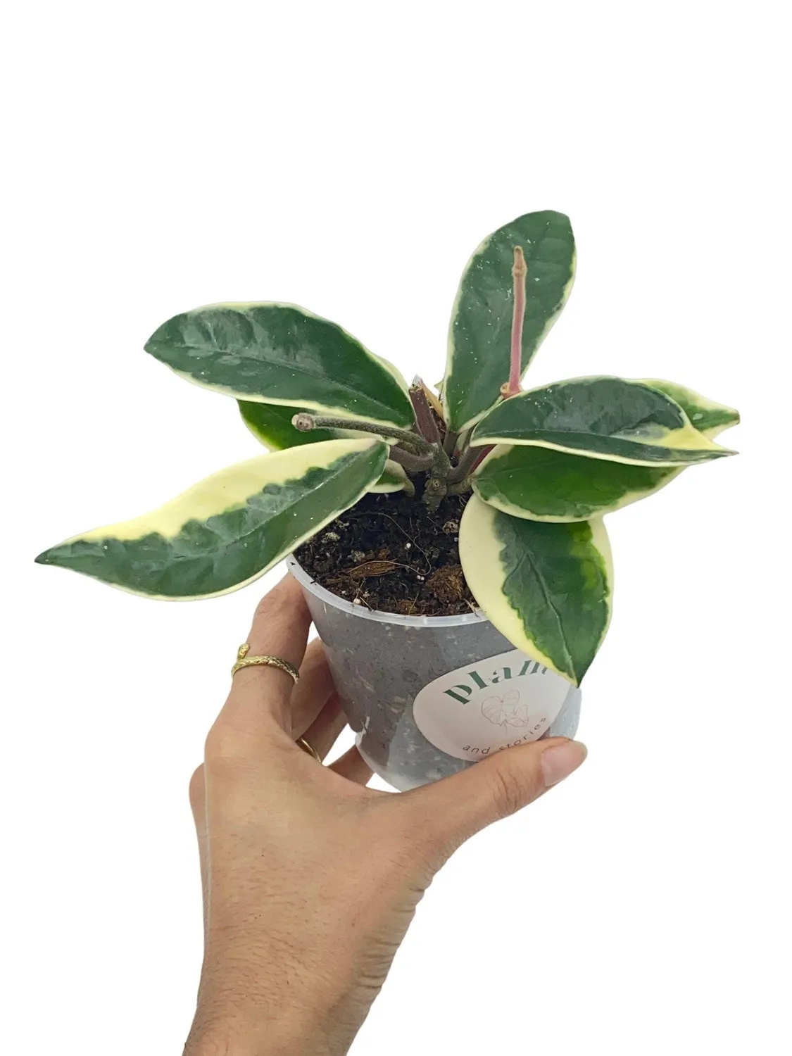 Plant and Stories Hoya Carnosa Krimson Queen plante panachée