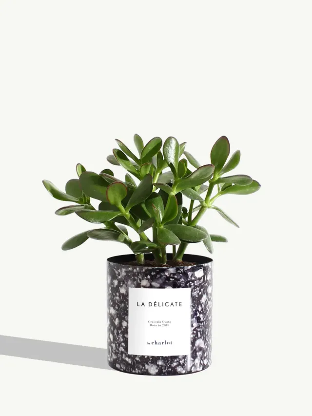 By Charlot La Délicate plante crassula pot bleu 10 cm