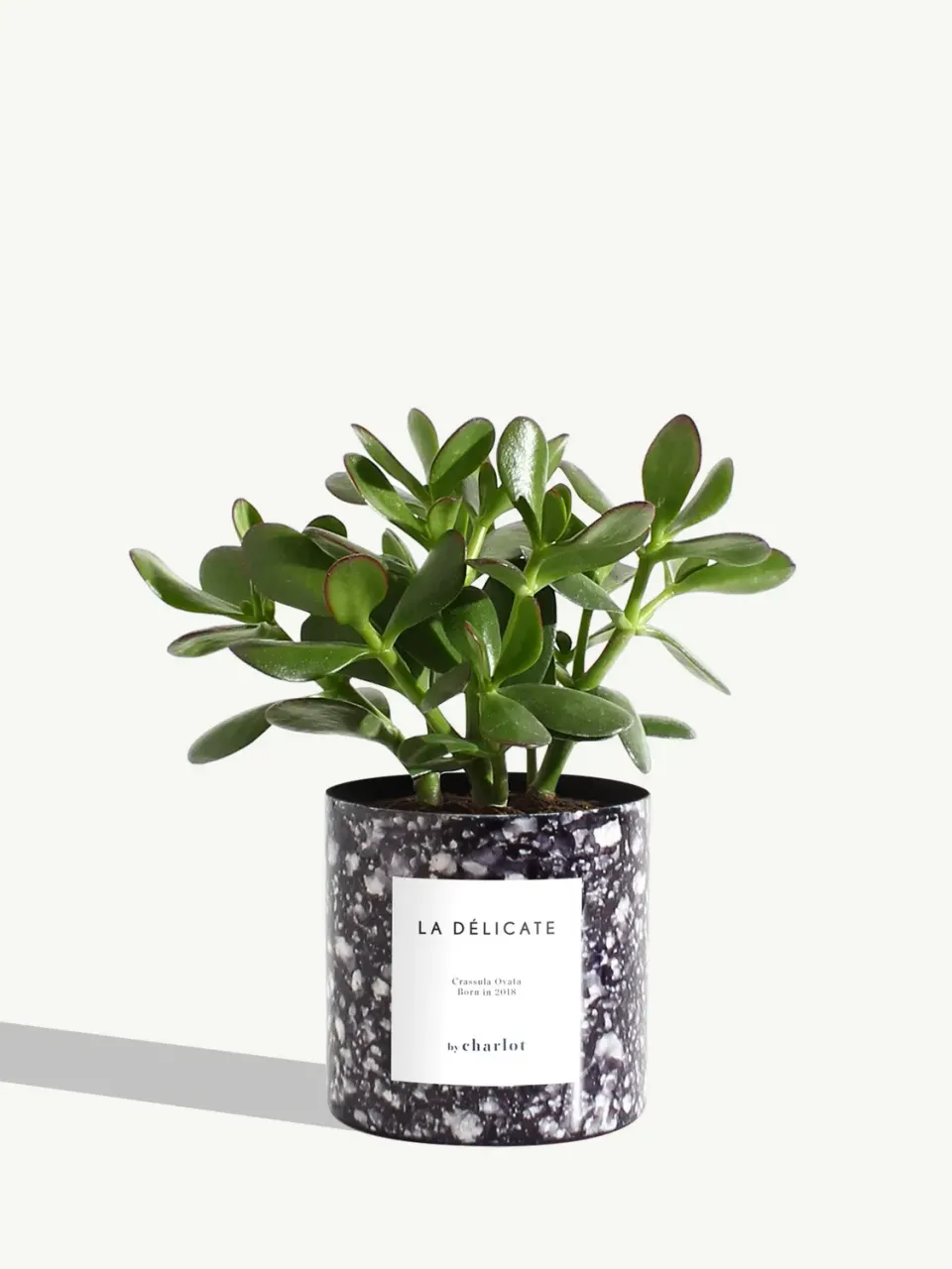 By Charlot La Délicate plante crassula pot bleu 10 cm