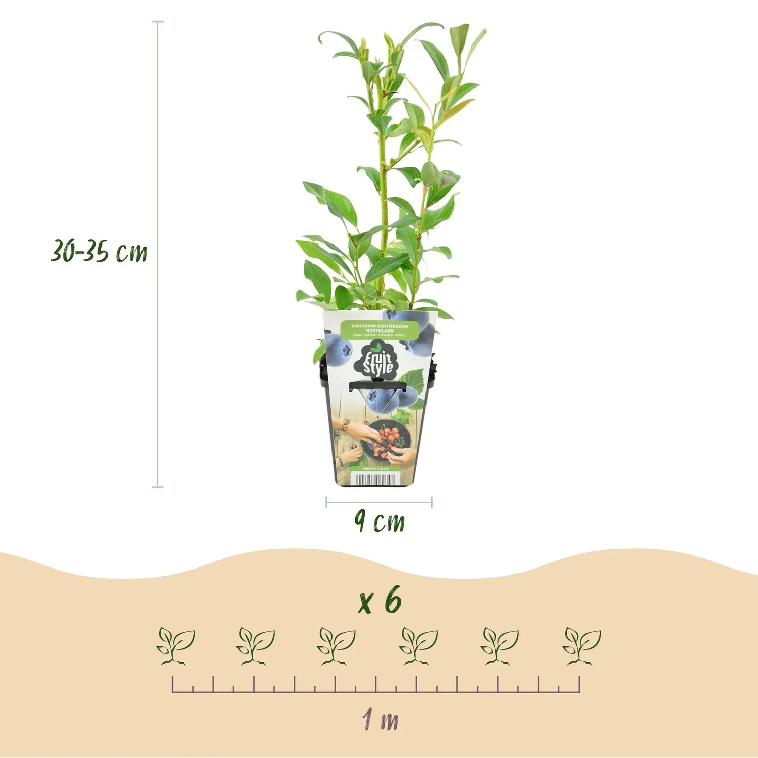 Plant and Stories Myrtillier Northland arbuste pot 9 cm 35 cm