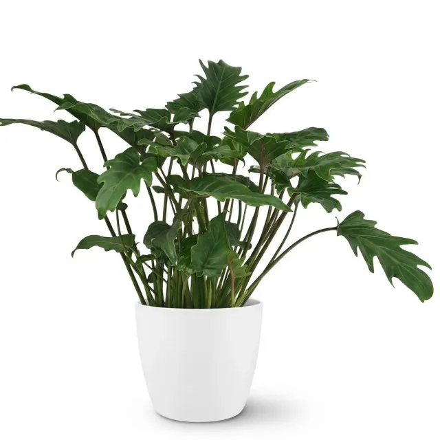 Plant and Stories Philodendron Xanadu plante d'intérieur 60 cm pot 19 cm