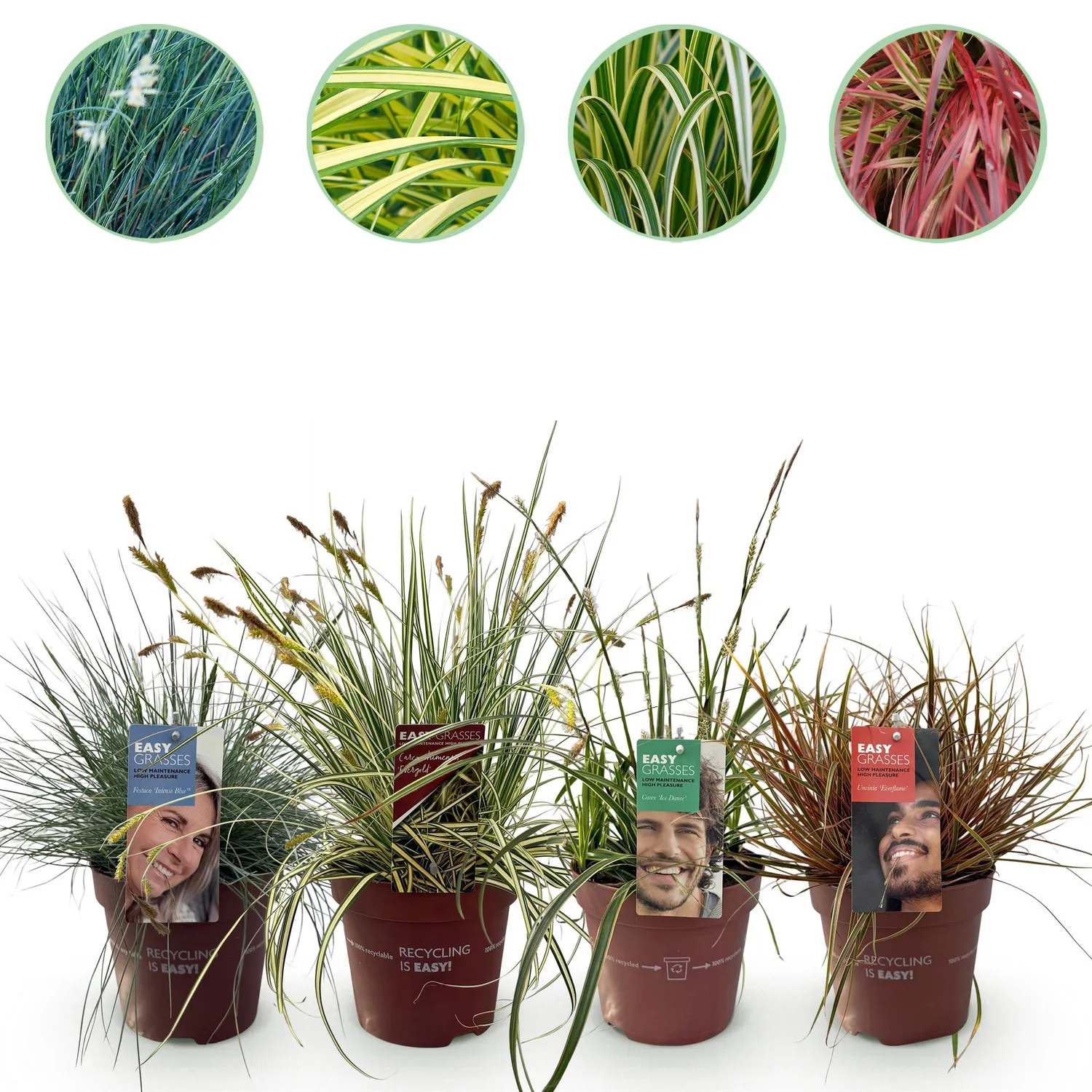 PLANT AND STORIES Graminées ornementales lot 3 plants pot 17 cm 50 cm