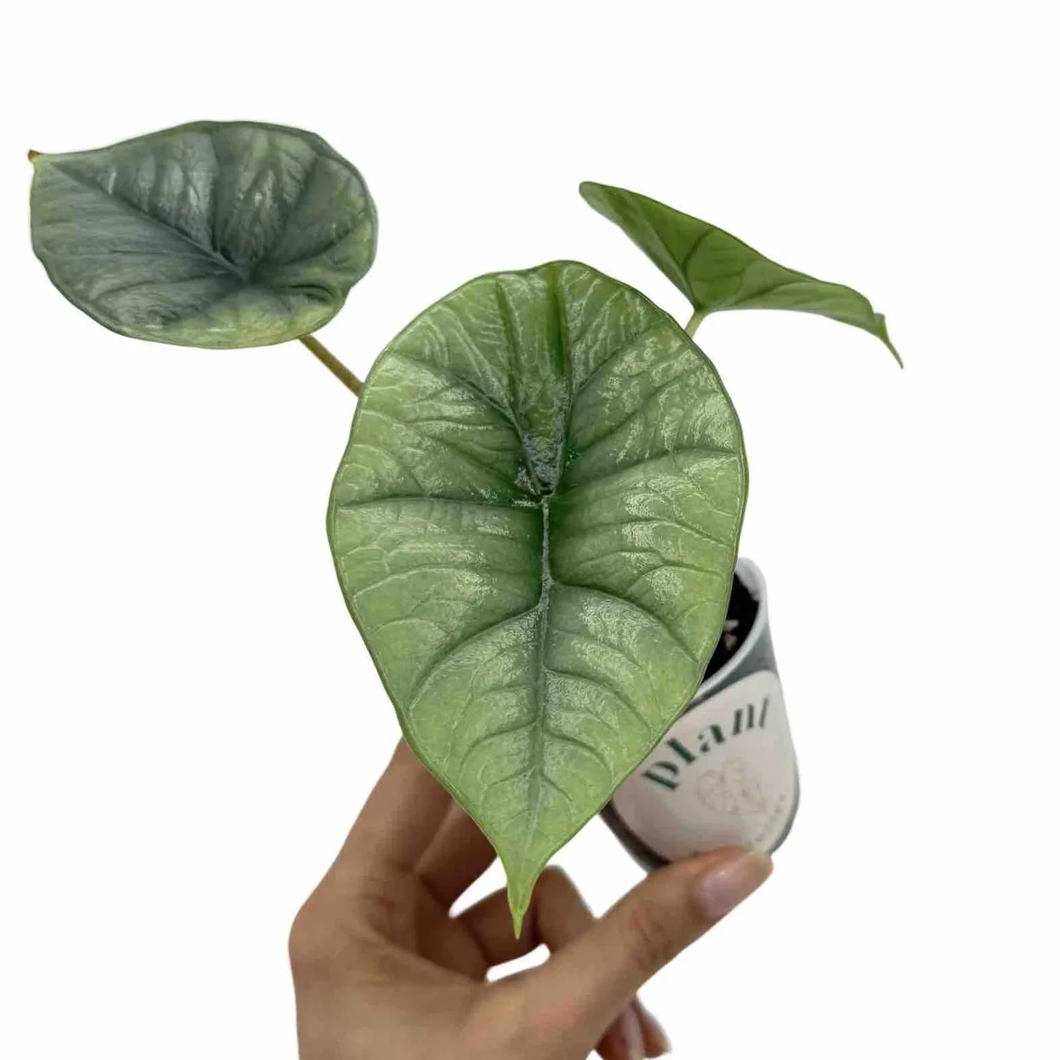 Plant and Stories Alocasia Platinum plante intérieur pot 6cm
