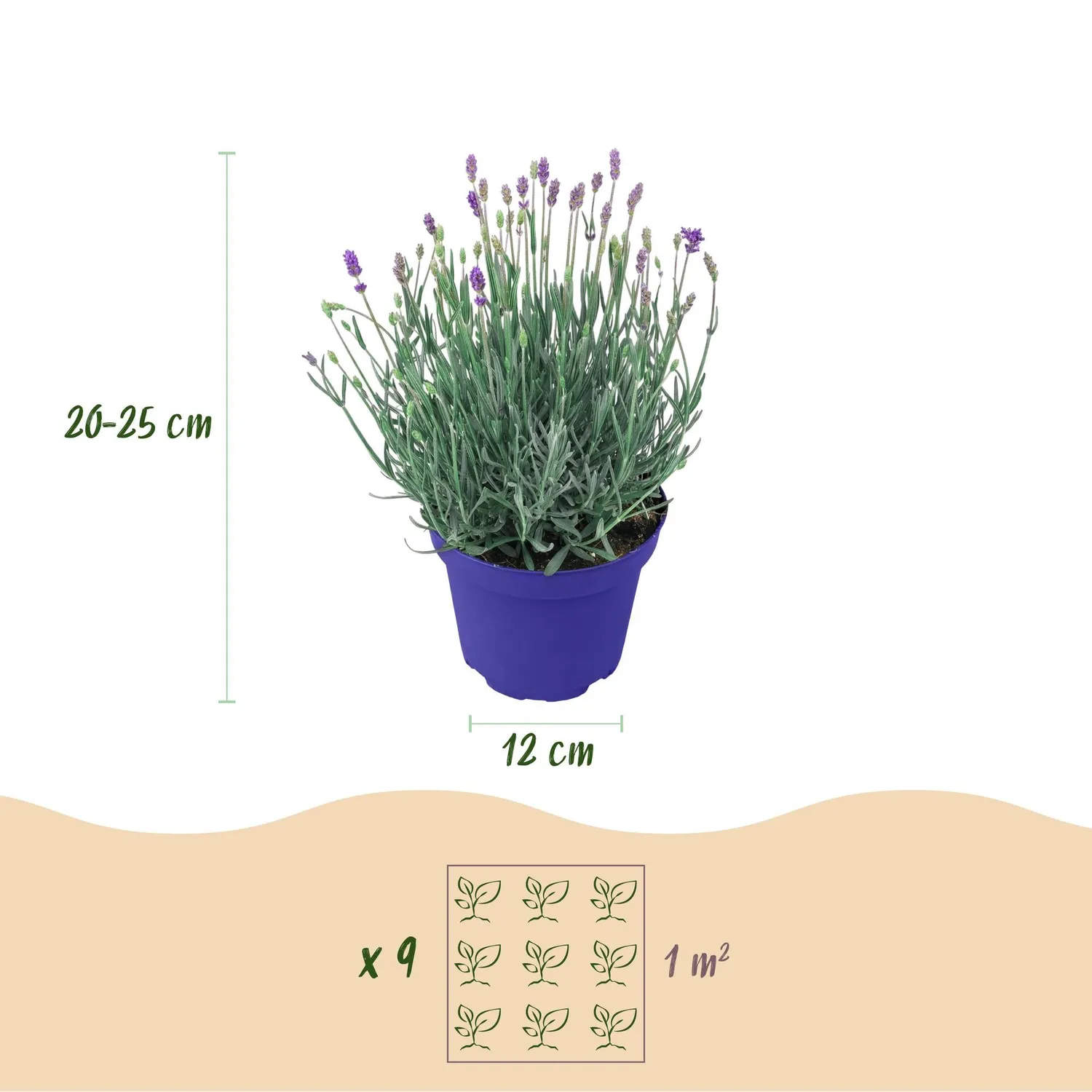 Plant and Stories Hidcote lavande pot 12 cm 1 plant rustique
