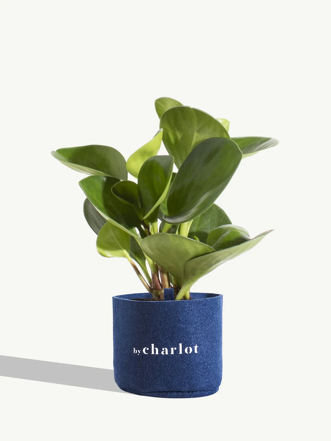 By Charlot Le Généreux peperomia recharge 11-13 cm facile
