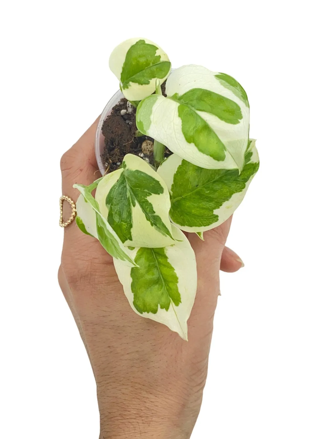 PLANT AND STORIES Epipremnum N'Joy plante d'intérieur pot 6cm panachée