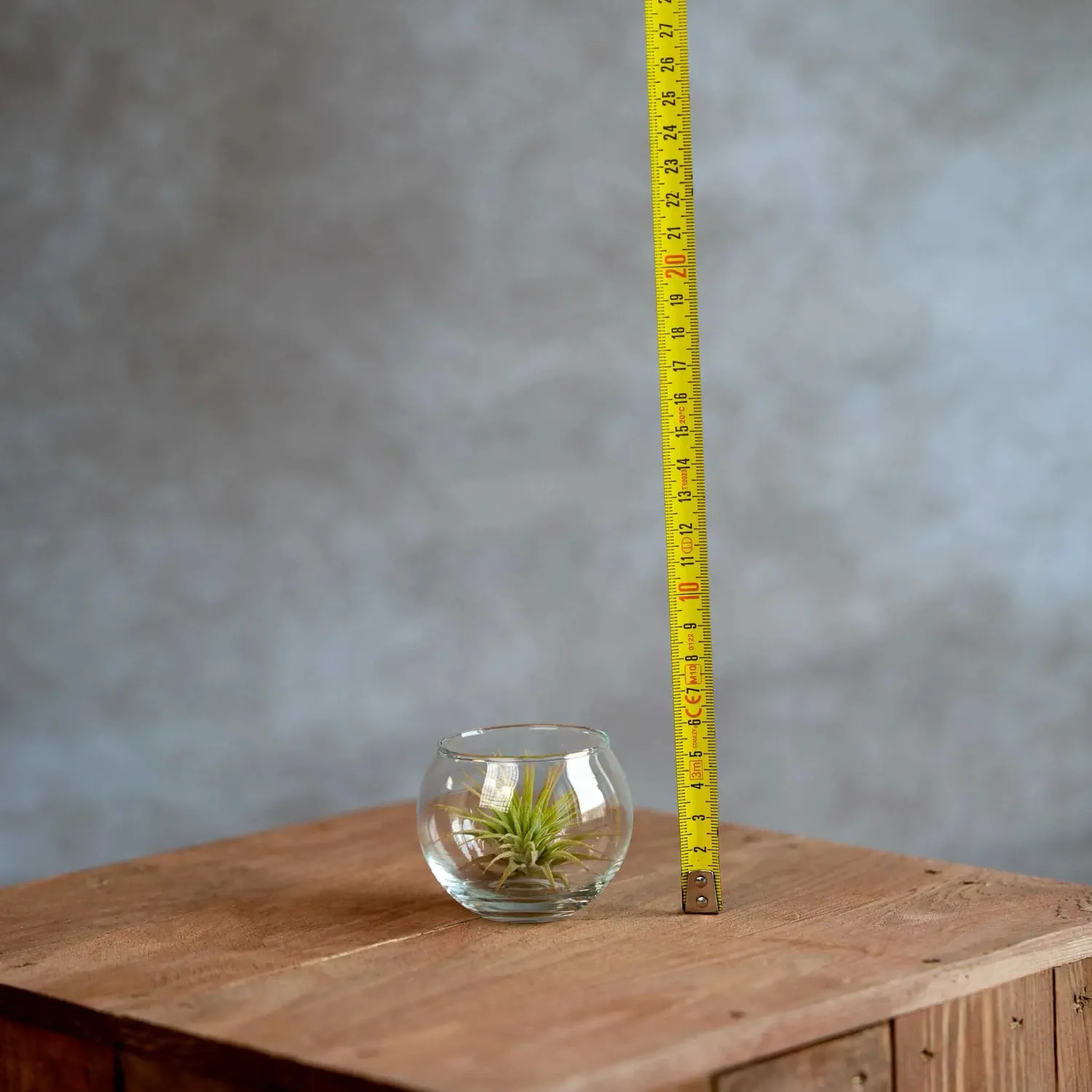 Airplantshop Vase boule verre avec tillandsia 6,5 cm