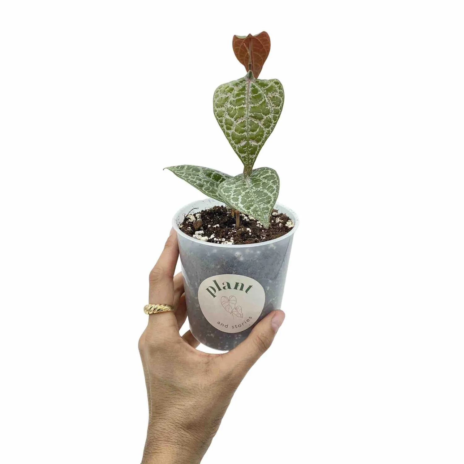 Plant and Stories Piper Crocatum Ornatum liane pot 6 cm cuivrée