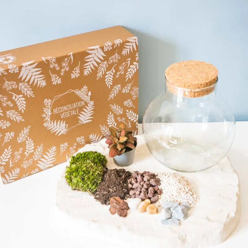 Réconciliation Végétale Kit Terrarium Humide Fittonia kit DIY 1 plante
