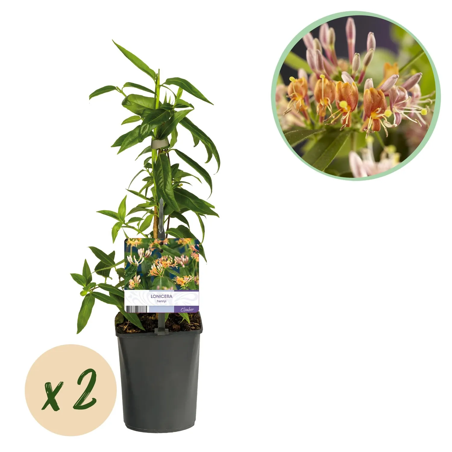 Plant and Stories Henryi chèvrefeuille 11 cm lot 2 parfumé