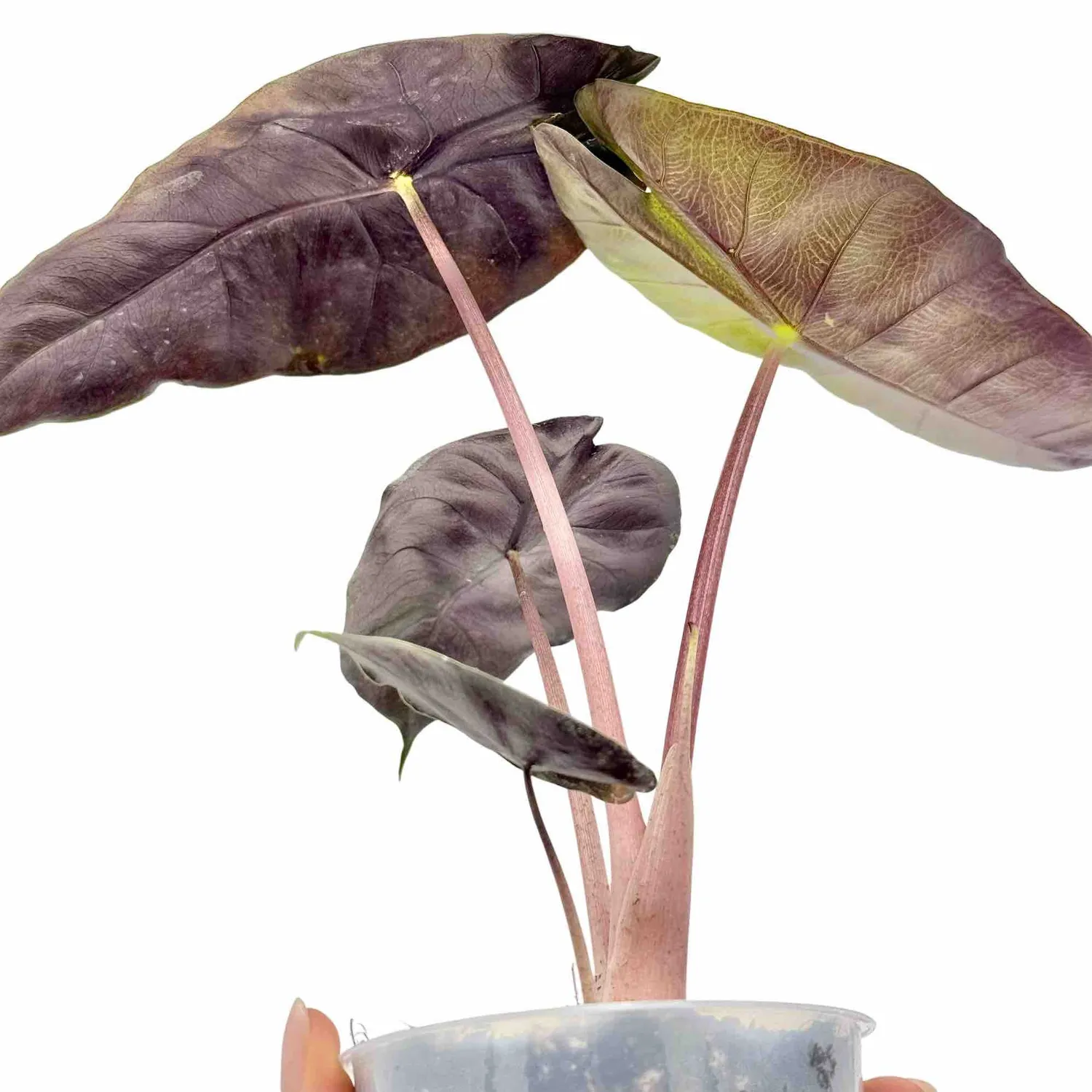 Plant and Stories Alocasia Pink Dragon plante intérieur pot 6 cm