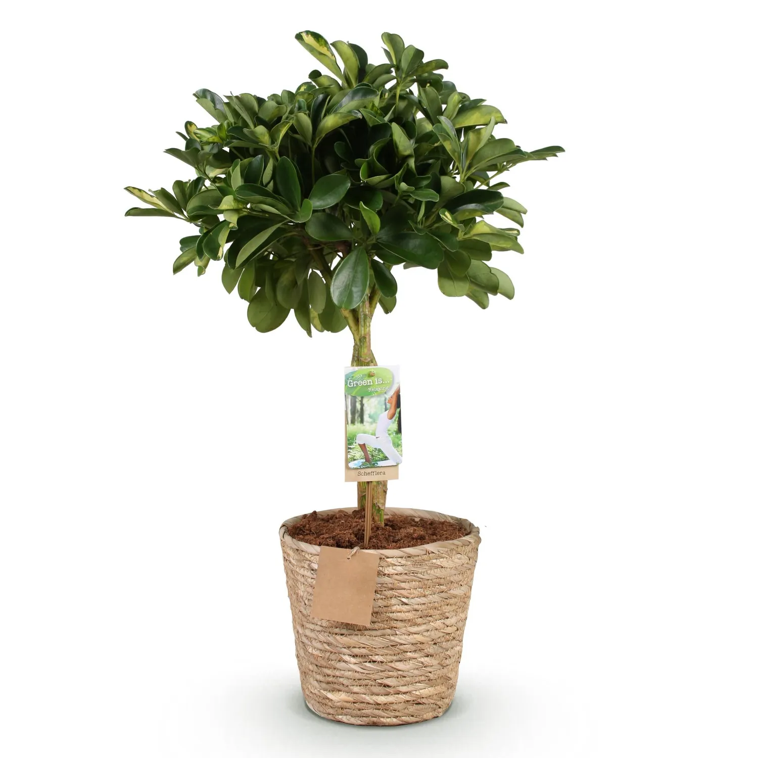 Plant and Stories Gold Capelle schefflera 70-81cm sans pot