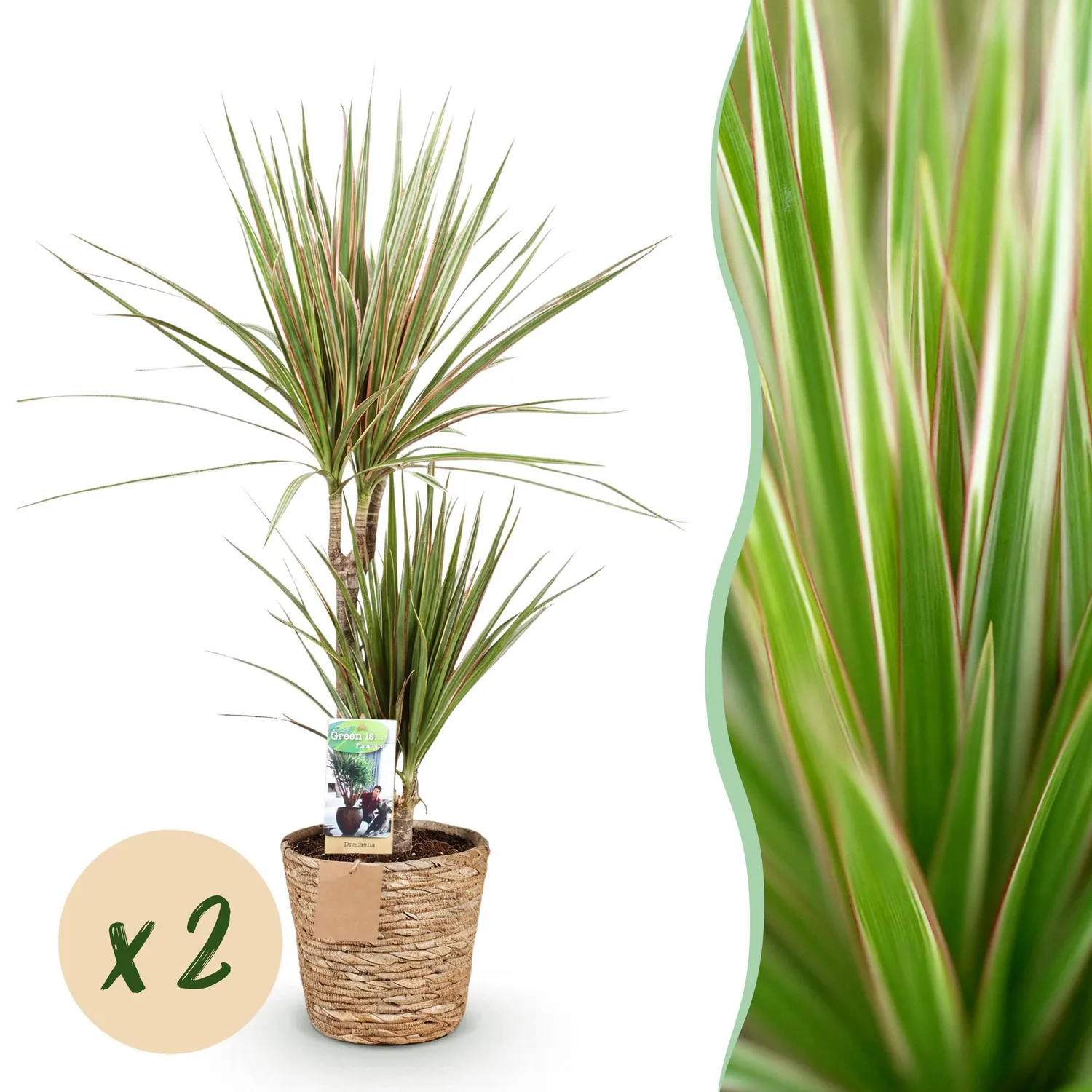 Plant and Stories Sunray dracaena lot 2 pots 17 cm 70 cm